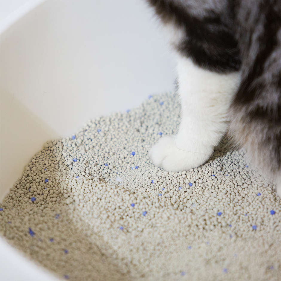 Caixa de Areia Pidan Igloo Branca para Gatos