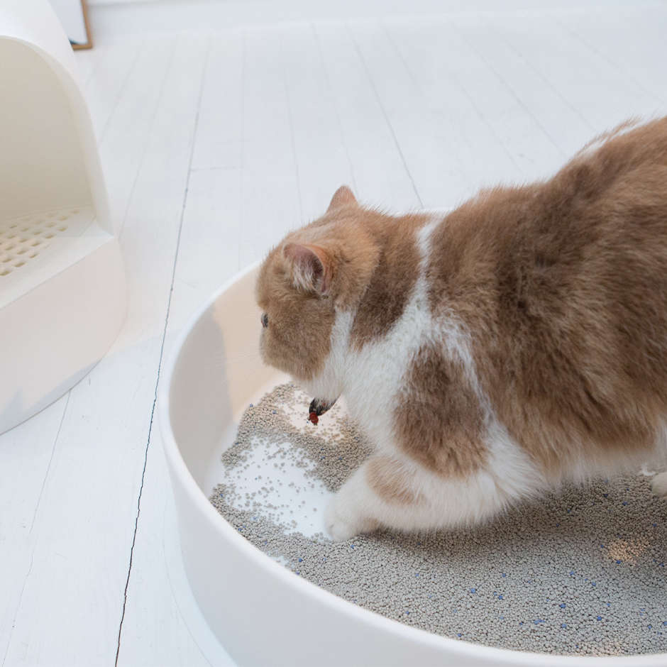 Caixa de Areia Pidan Igloo Branca para Gatos