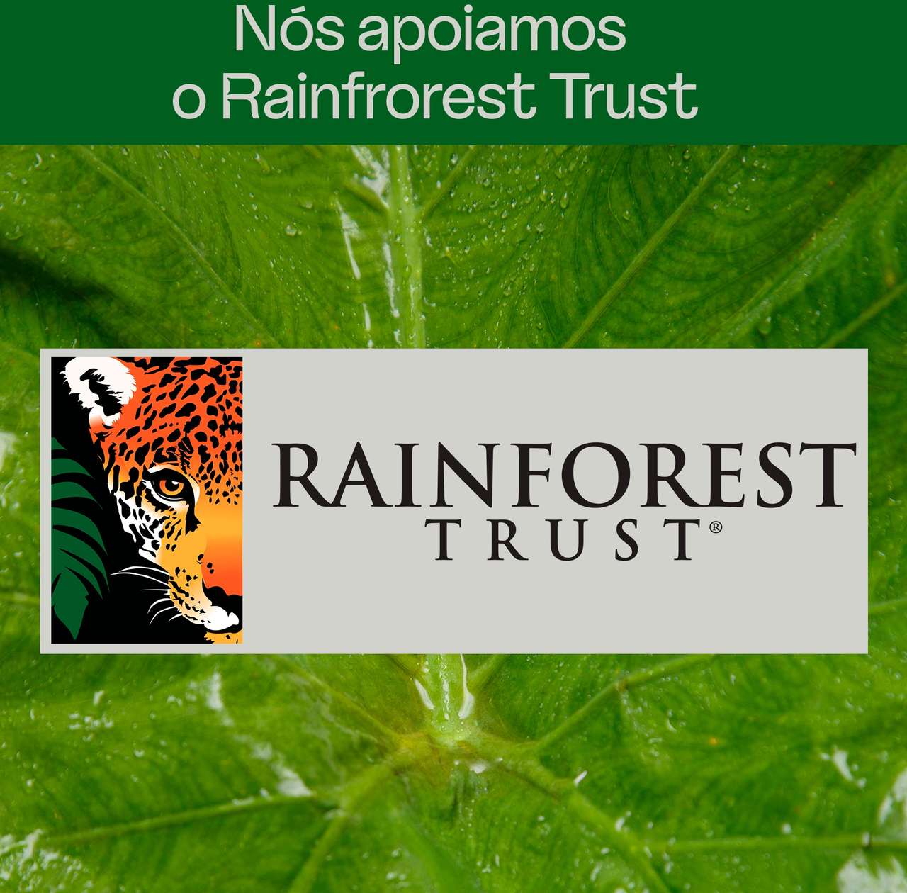 Areia Higiênica Viva Verde Grãos Finos para Gatos 4kg